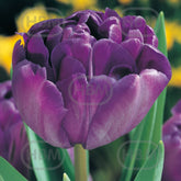 Hectarul - Bulbi de lalea Blue Diamond, 5 bulbi